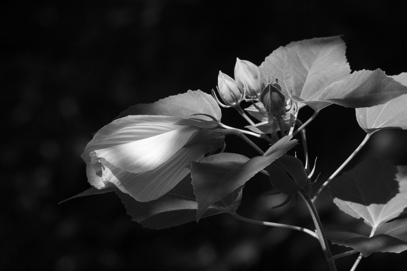 2015 08 10 HTP 1175ebw